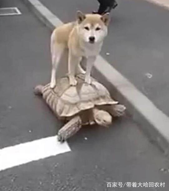  柴犬实力拒绝,说不走就不走的个性汪,炖狗肉汤也不走