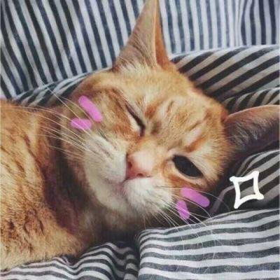  猫猫头像高清可以当头像的猫图片