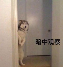  李水涛多少厘米关于dv现场记者,你想知道的全都在这里