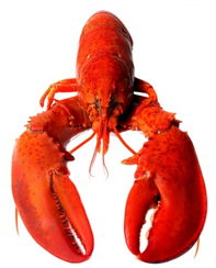  会宾楼,夏季养生美食节拉开序幕