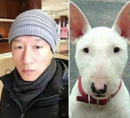  喵界李荣浩狗界孙红雷跟动物撞脸的明星还真不少