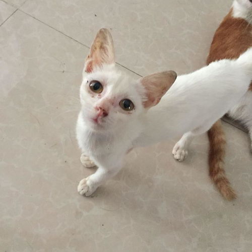  广东揭阳中华田园猫橘猫白猫白橘猫找领养