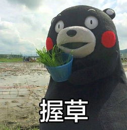 熊本熊头像不带字臭脚盐