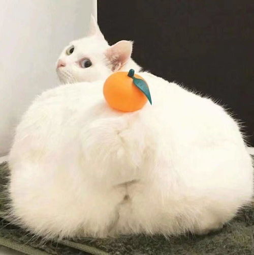  超可爱的猫咪头像,可爱又迷人超级全