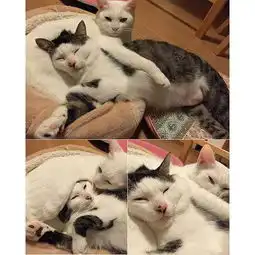  霸气猫咪之日常图片日本夫妻养的两只猫的日常