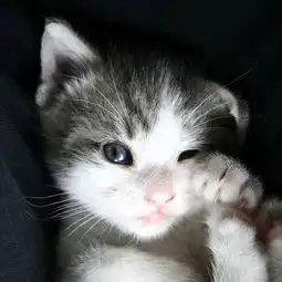  治愈系小萌物,温暖你的心灵