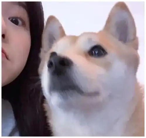  沉鱼知秋情头社情头好久不见别来无恙