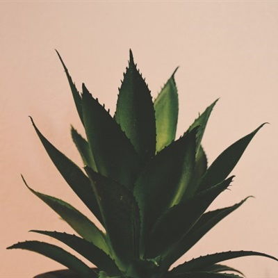  最美多肉微信头像,可爱绿色的多肉植物图片
