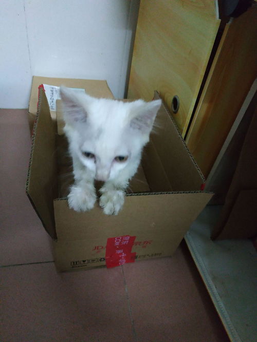  昨天晚上捡到一只白色猫,取名为小山竹,想问问这是田园猫吗