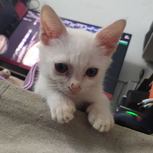 捡到了一只猫半个月了,田园白猫就这样来到了我的身边
