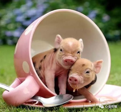  2019猪年来了,送你可爱的小猪照片,祝你猪年大吉