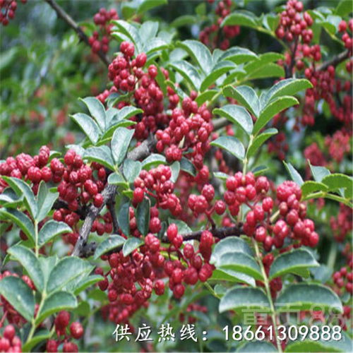  常州市花椒苗批发采购100棵起售厂家-黄页88网