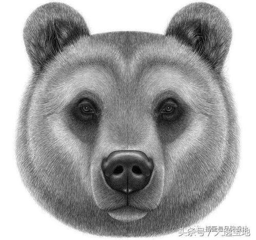  叮小动物们的证件照,看着好乖