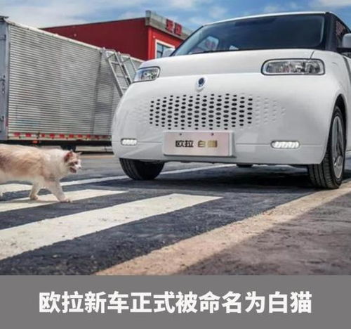 白猫图片头像r2