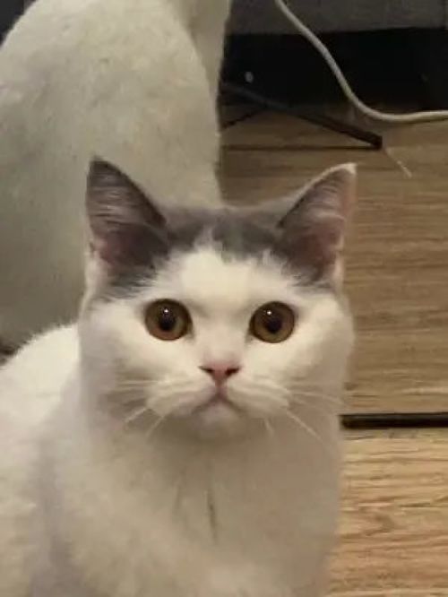  激萌动物家养宠物图片轮播英国短毛猫动物卖萌