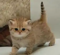  80693619945597994aedbcab