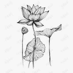 头像素描照片素材线稿