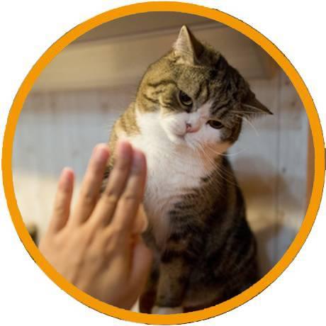 美短猫和奶牛猫差别有多大击个掌就知道了