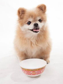  怎么训练博美犬定点大小便