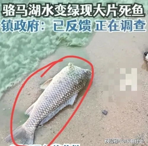  日本排核废水对中国影响太大了苏州海水变绿,岸边惊现无头鱼