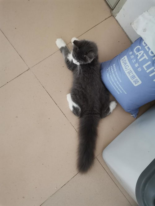  蓝白开脸缅因猫