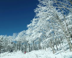 雪景头像高清绝美