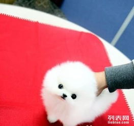  球型博美幼犬是很正宗,小狗狗也很听话的,自己养大的