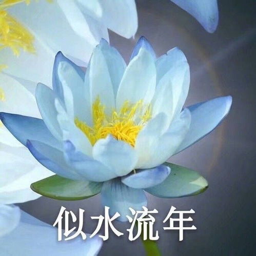  有哪些适合中年人用的头像