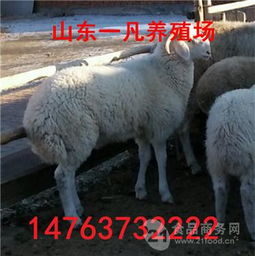  驻马店羊羔多少钱一只价格,产品报价