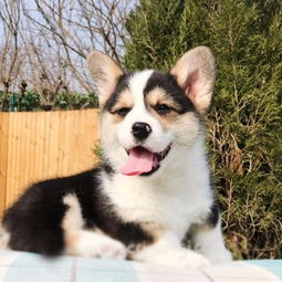  图成都出售纯种柯基犬自家养殖的当面测试交易同城免费送狗成都宠物狗