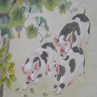  属猪的用什么头像好微信头像图片大全