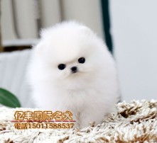 博美狗牌头像居家