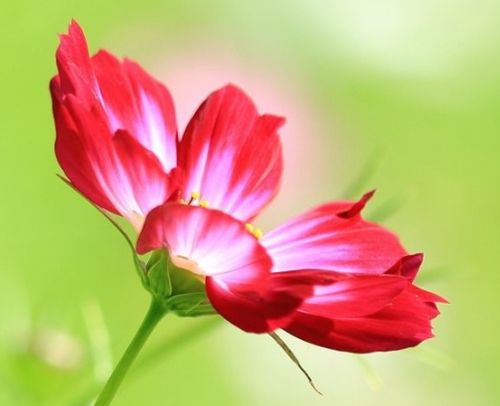  从2月3日开始一周内,运旺财旺桃花旺,财运猛增,生活更加甜蜜的四生肖