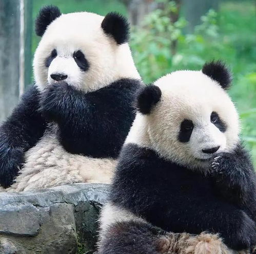  熊猫界妈宝男渝可居然是蔓越煤的儿子,终于知道渝可是遗传谁了