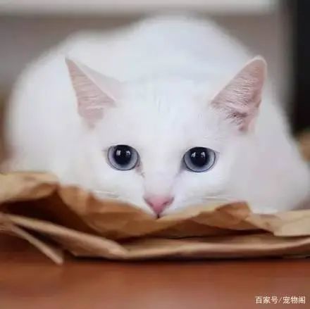 白猫图片头像孤独