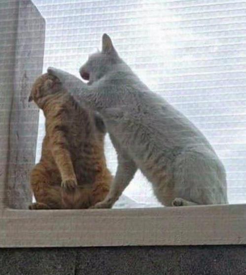  橘猫偷撩白猫不成,反被白猫一顿挠,橘猫哥撩妹也有翻车的时候