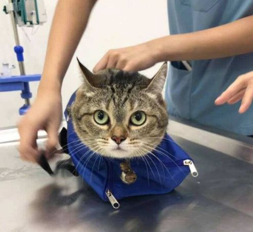  在家也能自测猫咪健康出现以下9个举动,猫咪需要及时去医院