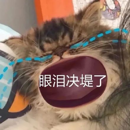  妈宝大嘴猫大哭表情包