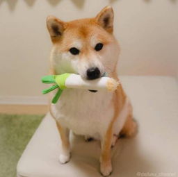  治愈系宠物图片小柴犬,和它的美食故事