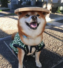  柴犬的笑容也太撩人了