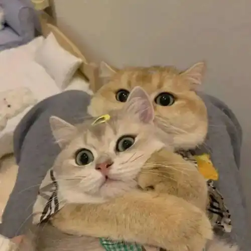  今天的微信头像太可了