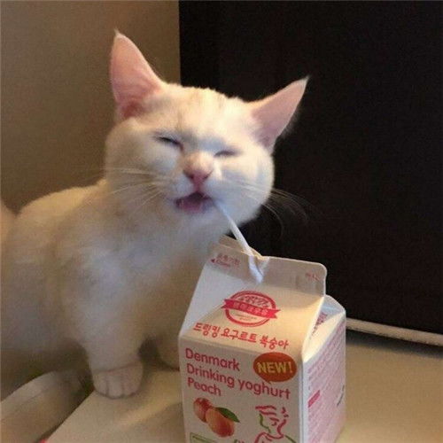  可爱的猫咪头像,女生最喜欢这样的呆萌可爱的猫咪头像了