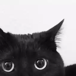 神秘莫测古灵精怪的小黑猫,谁能不爱呢 神秘莫测古灵精怪的小黑猫,谁能不爱呢