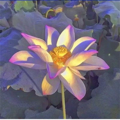  老人微信荷花头像图片,做微信头像最漂亮莲花的图片