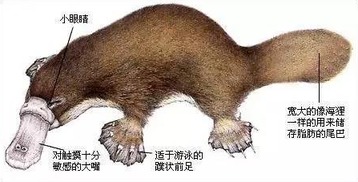  哺乳动物的名称是怎么来的用乳房来区别最方便