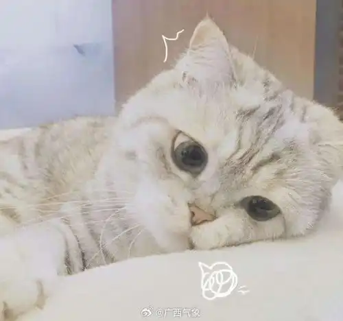 高清猫咪头像可爱