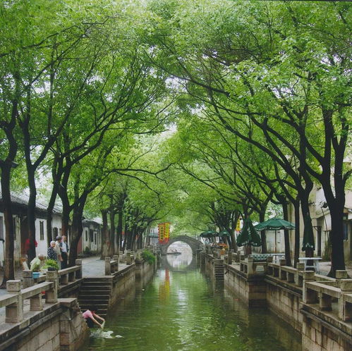 杨柳风不寒,同里满地春组合拳助力同里旅游热起来