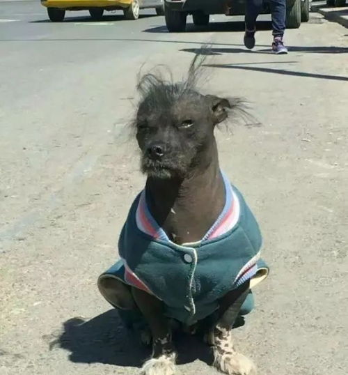  狗的颜值可以低到什么程度哈哈哈也太潦草了吧