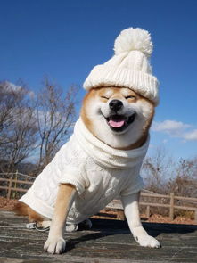  日本一柴犬因笑容治愈走红网络网友承包了我2018年的头像