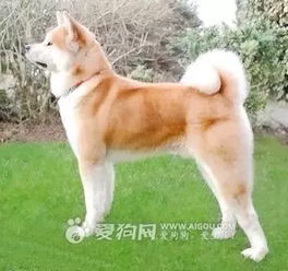  终于集齐了这些狗了